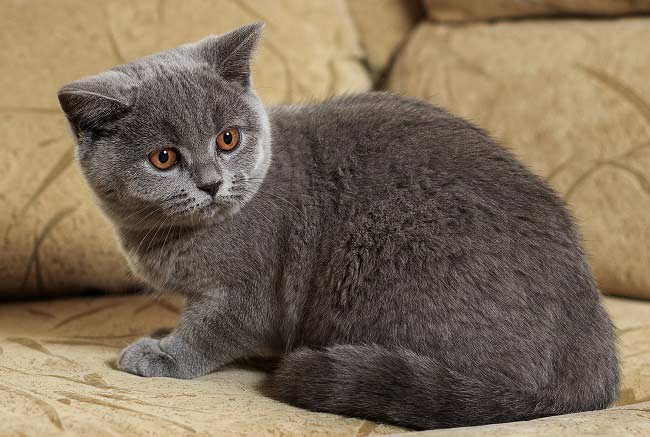 Признаки породы британской кошки и как правильно за ней ухаживать