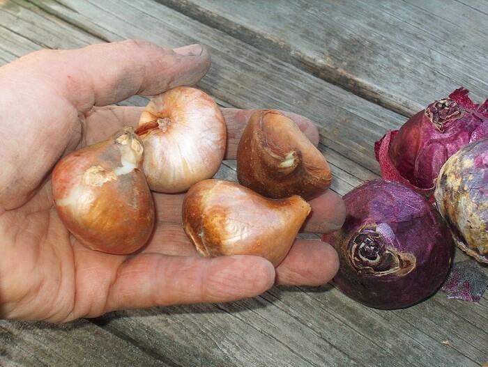 Способы хранения луковиц лилий