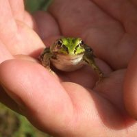 Правда ли, что от жаб бывают бородавки?